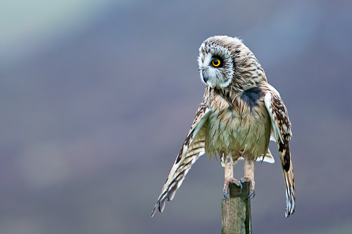 Hibou des marais de Philippe Hayart