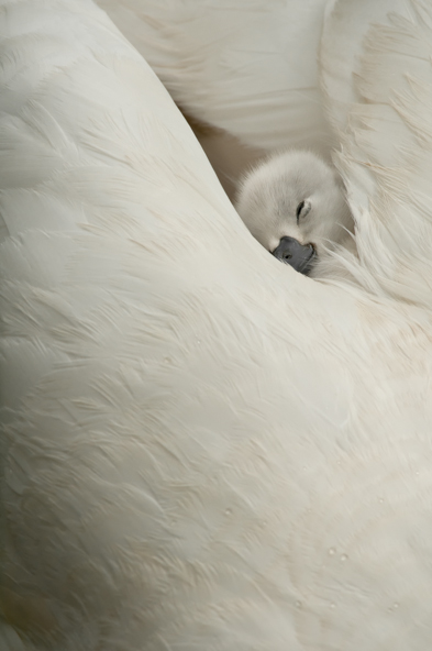 Olivier Mattelart - Innocence
